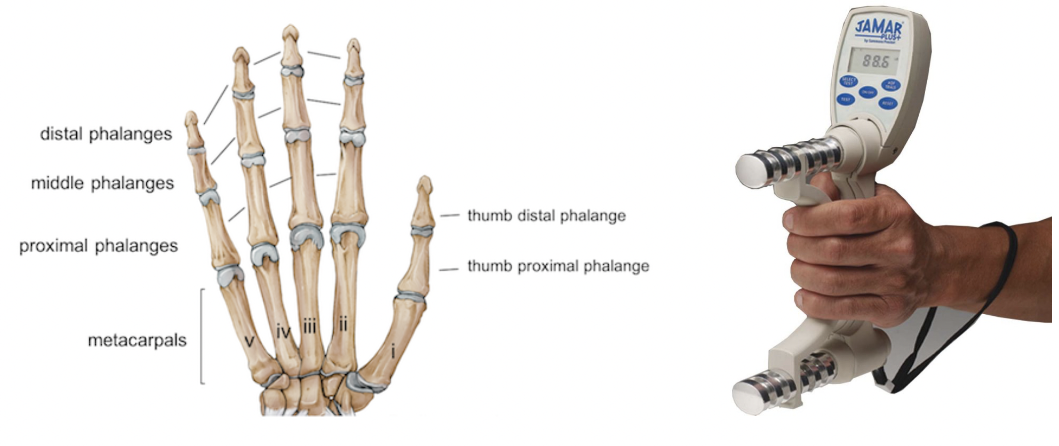Hand span, hand grip span, and strength